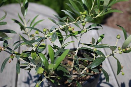 オリーブ実2017.6.5.1