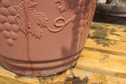 オリーブの水やり2017.6.4