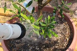 オリーブの水やり2017.6.3