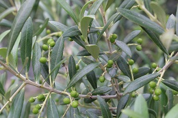 オリーブの実2017.6.1