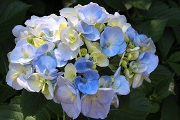 アジサイ2017.6.3