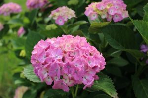 2016.6.8 あじさい5