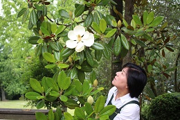 泰山木2017.6.12.2