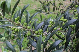 オリーブの実2017.7.2