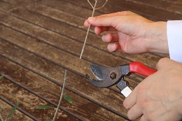 オリーブの管理(枯れ枝剪定).2