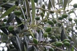 オリーブの実2017.7.1