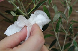 カイガラムシ2017.7.4