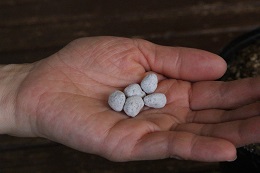 オリーブの肥料2017.7.1