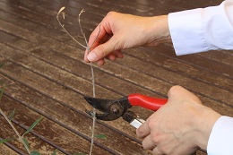 農園だより オリーブの管理 葉が黄色い 日本オリーブ公式通販 農園だより オリーブの管理 葉が黄色い 日本オリーブ公式通販