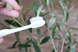 カイガラムシ2017.7.2