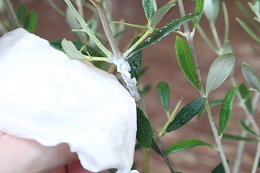 カイガラムシ2017.7.3