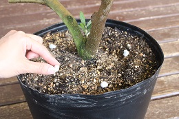 オリーブの肥料2017.7.3