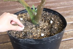 オリーブの栽培 春夏秋冬 日本オリーブ公式通販 オリーブの栽培 春夏秋冬 日本オリーブ公式通販