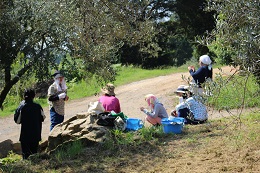 浅漬け用オリーブの収穫2017.9.25.14