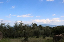 マンザニロ2017.9.11.5