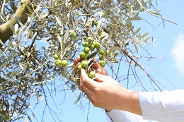 浅漬け用オリーブの収穫2017.9.25.10