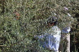 浅漬け用オリーブの収穫2017.9.25.16