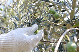 浅漬け用オリーブの収穫2017.9.25.8