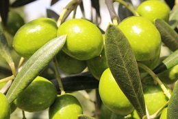 マンザニロ2017.9.11.2