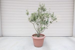 オリーブの育て方 日本オリーブ公式通販 オリーブの育て方 日本オリーブ公式通販