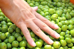 浅漬け用オリーブの収穫2017.9.25.12