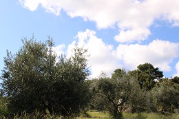 マンザニロ2017.9.11.7