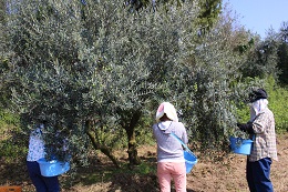 浅漬け用オリーブの収穫2017.9.25.3 - コピー