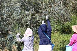 浅漬け用オリーブの収穫2017.9.25.5