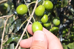 浅漬け用オリーブの収穫2017.9.25.1 - コピー