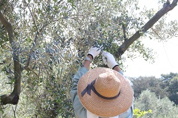 浅漬け用オリーブの収穫2017.9.25.9