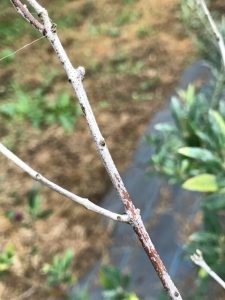 オリーブの病気と害虫 日本オリーブ公式通販 オリーブの病気と害虫 日本オリーブ公式通販