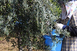 浅漬け用オリーブの収穫2017.9.25.6
