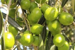 マンザニロ2017.9.11.3