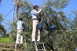 浅漬け用オリーブの収穫2017.9.05.19 - コピー