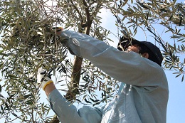 浅漬け用オリーブの収穫2017.9.25.2 - コピー