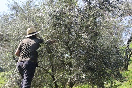 オリーブ収穫2017.10.10.2