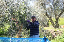 オリーブ収穫2017.10.10.1