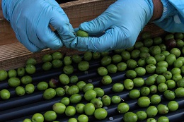 オリーブ選別2017.10.10.1