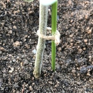 オリーブの木の植え替え方法 日本オリーブ公式通販 オリーブの木の植え替え方法 日本オリーブ公式通販
