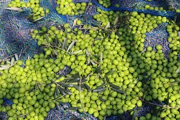 オリーブ収穫2017.10.10.6