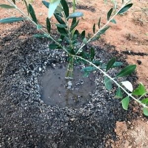 オリーブの木の植え替え方法 日本オリーブ公式通販 オリーブの木の植え替え方法 日本オリーブ公式通販