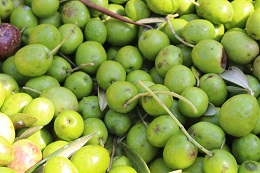 オリーブ収穫2017.10.10.3