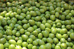 浅漬け用オリーブの収穫2017.9.25.13