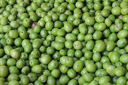 オリーブ選別2017.10.10.3