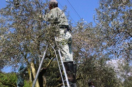 オリーブ収穫2017.10.10.5