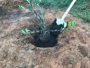 オリーブの木の植え替え方法 日本オリーブ公式通販 オリーブの木の植え替え方法 日本オリーブ公式通販