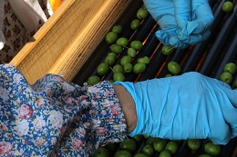 オリーブ選別2017.10.10.2