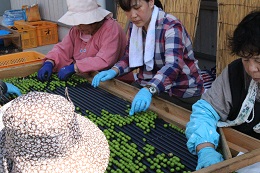 オリーブ選別2017.10.10.4