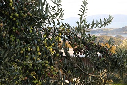 オリーブ2017.11.16.1