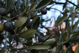 オリーブ2017.11.16